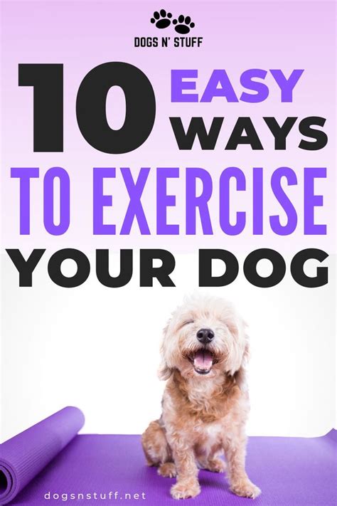 10 Easy Ways To Exercise Your Dog Dog Training Tips Training Your