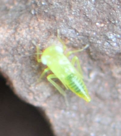 Leafhopper Empoasca Nymph Bugguide Net