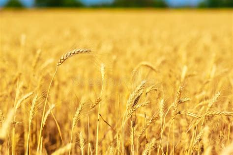 Golden Ripe Wheat Field Stock Photo Image Of Orange 102042632