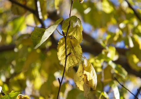 Autumn Is Here Img Alison Halliday Flickr