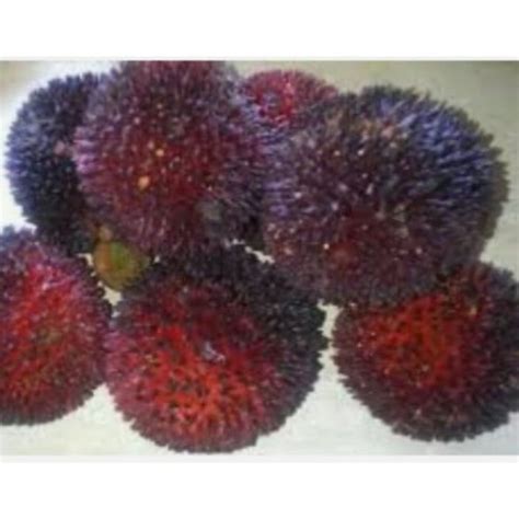 Jual BIBIT POHON RAMBUTAN KAPULASAN BELANDA Kab Kediri Kampung