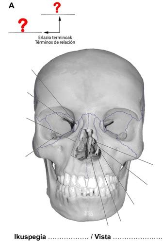 Fichas de aprendizaje Anatomía cráneo Quizlet