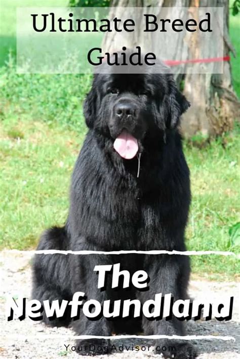 The Newfoundland Ultimate Breed Information Guide Your Dog Advisor