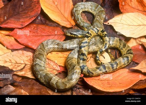 Amur Rat Snake Hi Res Stock Photography And Images Alamy