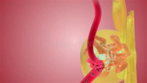 Nephron Function Filtration Efferent Arteriole Stock Video - Video of micro, organ: 282783787