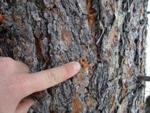 Pine Beetle Coniferous Forest