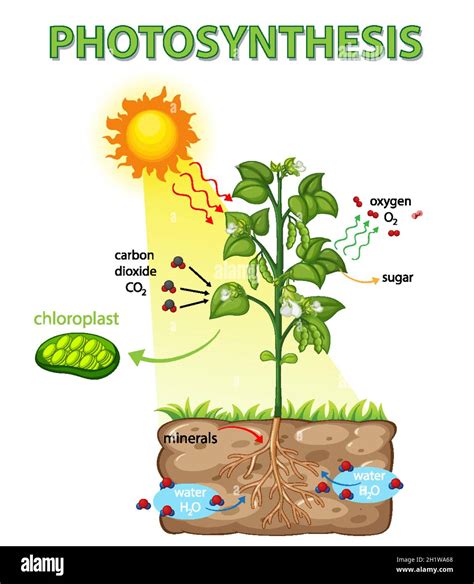 Diagrama Que Muestra El Proceso De Fotosíntesis En La Ilustración De La Planta Imagen Vector De