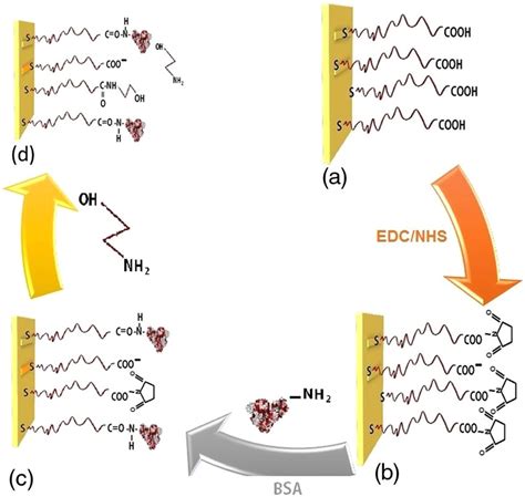 Schematic Illustration Of Bsa Immobilization By Amine Coupling A