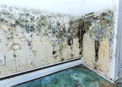 Mold Moisture And Your Home Nxtmove Inspections