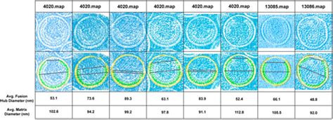 Viruses Free Full Text Validation Of Hiv Ma Shell Structural