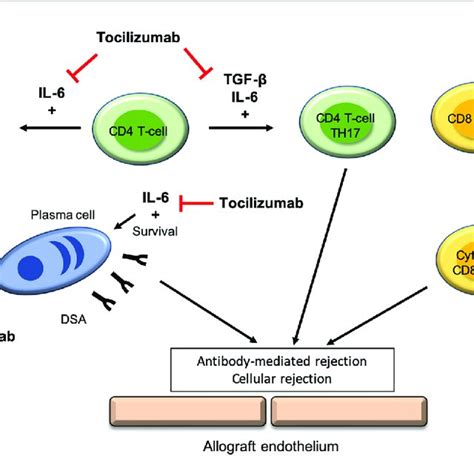 IL 6 Receptor Targets Of Tocilizumab In The Development If