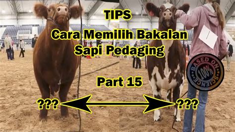 Part 15 Cara Memilih Bakalan Sapi Pedaging Biar Makin Untung