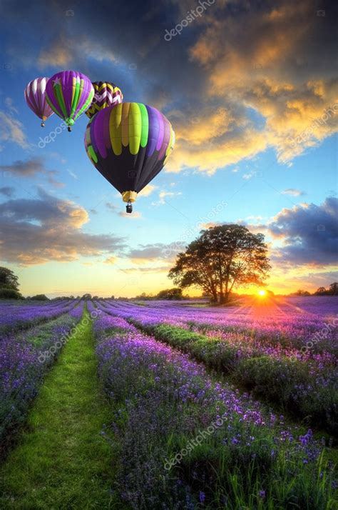 Hot Air Balloons Flying Over Lavender Landscape Sunset Stock Photo By