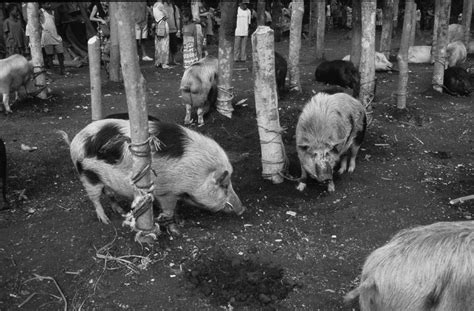 2 Male pigs with circular tusks fastened to posts in preparation for a ...