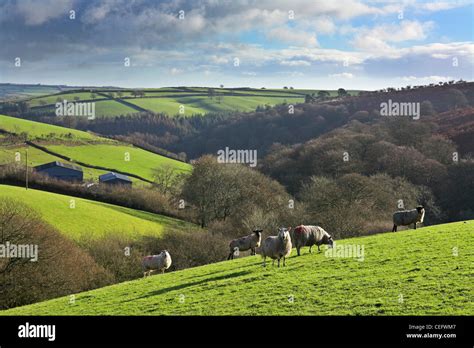 Winsford Hill And Somerset Hi Res Stock Photography And Images Alamy