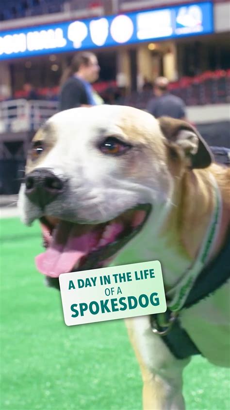 Hold Onto Your Leashes Lucky Dog Fans The Big News Is Out 🐾🎉 Brandon