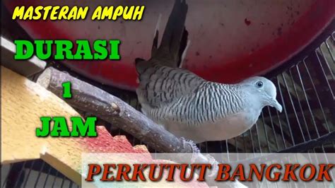 Masteran Suara Perkutut Kutut Bangkok Durasi Jam Full Bagus Untuk