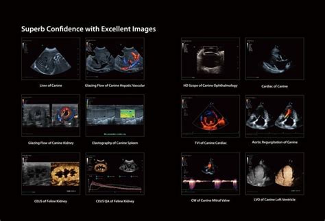 VETUS 80 Ultrasonido Veterinario Mindray PPT