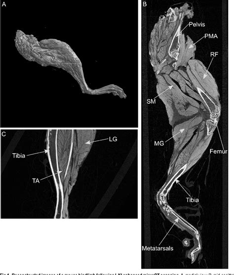 Mouse Muscle Anatomy Diagram