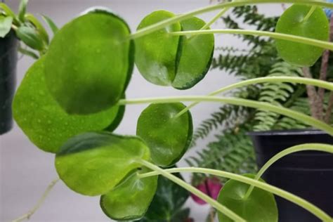 9 Causes Of Chinese Money Plant Leaves Curling And Fixes Garden For