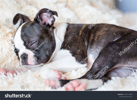 Sleeping Boston Terrier Puppy Stock Photo 1267714969 | Shutterstock