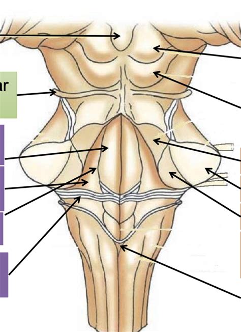 Dorsal Brainstem Diagram Diagram Quizlet