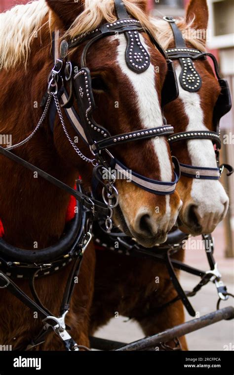 Horse-drawn wagon ride Stock Photo - Alamy