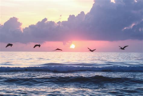 Hintergrundbilder Sonnenlicht Vögel Sonnenuntergang Meer Wasser