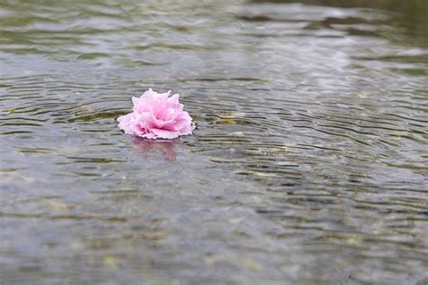 Blüte Pinke Blume Fluss Kostenloses Foto auf Pixabay