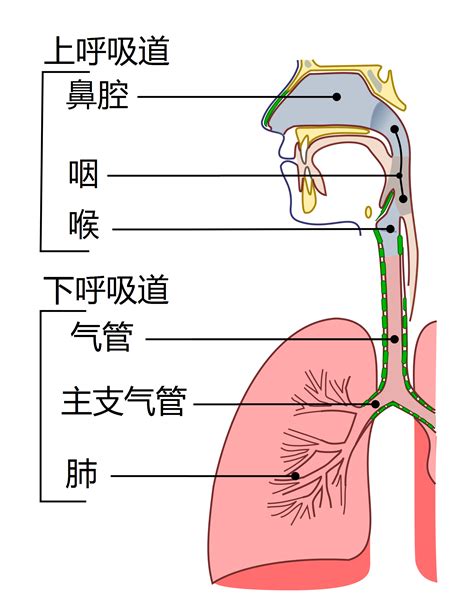 呼吸道图册 360百科