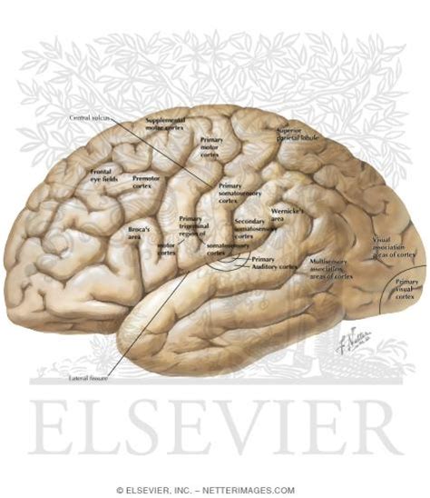 Lateral View Of The Forebrain Brodmann Areas