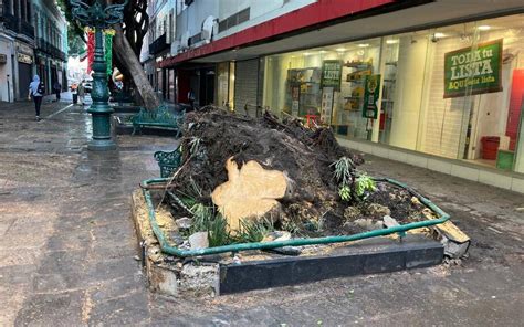 Repondrán 4 de los 5 árboles retirados del zócalo tras lluvias de