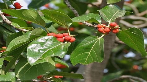 घर में गूलर का पेड़ उगना शुभ या अशुभ जानें Growing Gular Tree In