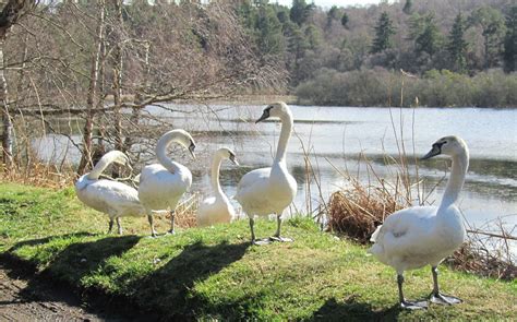 Swans Loch Oire Misty Jane Flickr