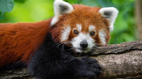 Red Panda Theme For Windows 10 And 11