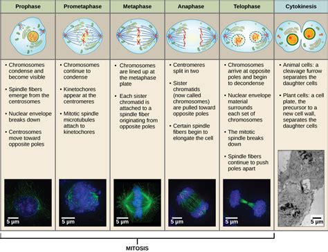 62 The Cell Cycle Biology Libretexts