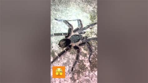 🫣 Para Los Amantes De Las AraÑas 🕷️ Arañas Tarantula Campo Animales