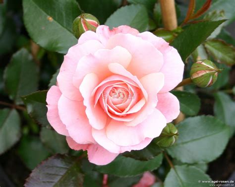 Buy Botticelli Floribunda Rose Agel Rosen