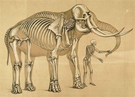 Elephant Skull Drawing at GetDrawings | Free download