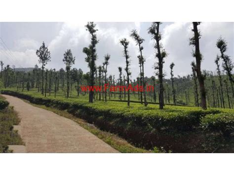 20 Acre Tea Estate For Sale In Mananthavady Mananthavady Wayanad