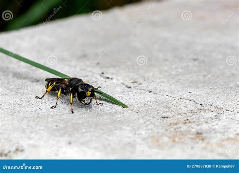 Earthen Wasp Large And Small Wasps First Summer Wasp Wasp On A Green Background Dangerous