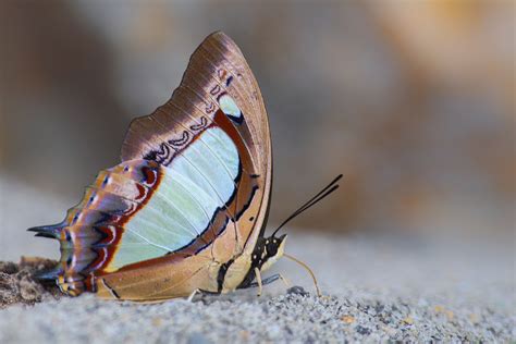 Indian Nawab Wildlife Of Goodearth Malhar Bangalore Biodiversity All