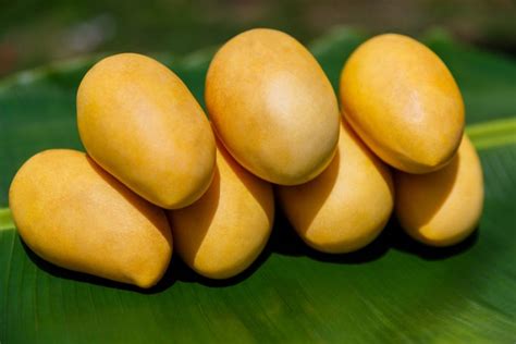 GI seal to make Guimaras mangoes from the Philippines more competitive ...