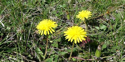 Spring Ephemerals Emerge in March or April