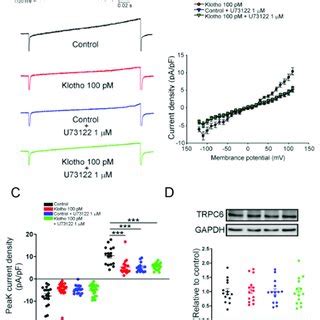 ITRP Of Human Atrial Fibroblasts In 4 Different Groups Control Klotho