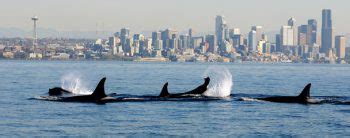 Orcas in Puget Sound – What Are They Really Eating?