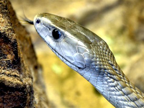 Black Mamba Stock Photo Download Image Now Black Mamba Camel Colored
