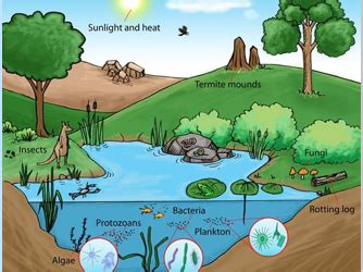 What is a small scale ecosystem? | Teaching Resources