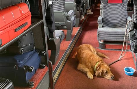 Donna Fotografa Un Golden Retriever Sul Treno Un Dettaglio