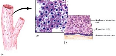 Tissue. Tissue classification. Epithelial tissue